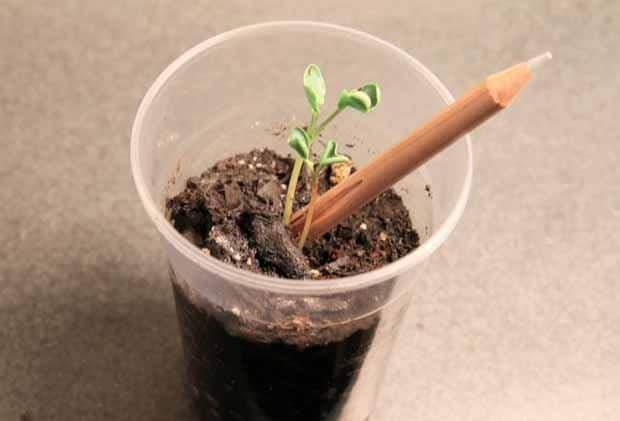 LAPIZ PLANTABLE ECOLOGICO PACK X 5