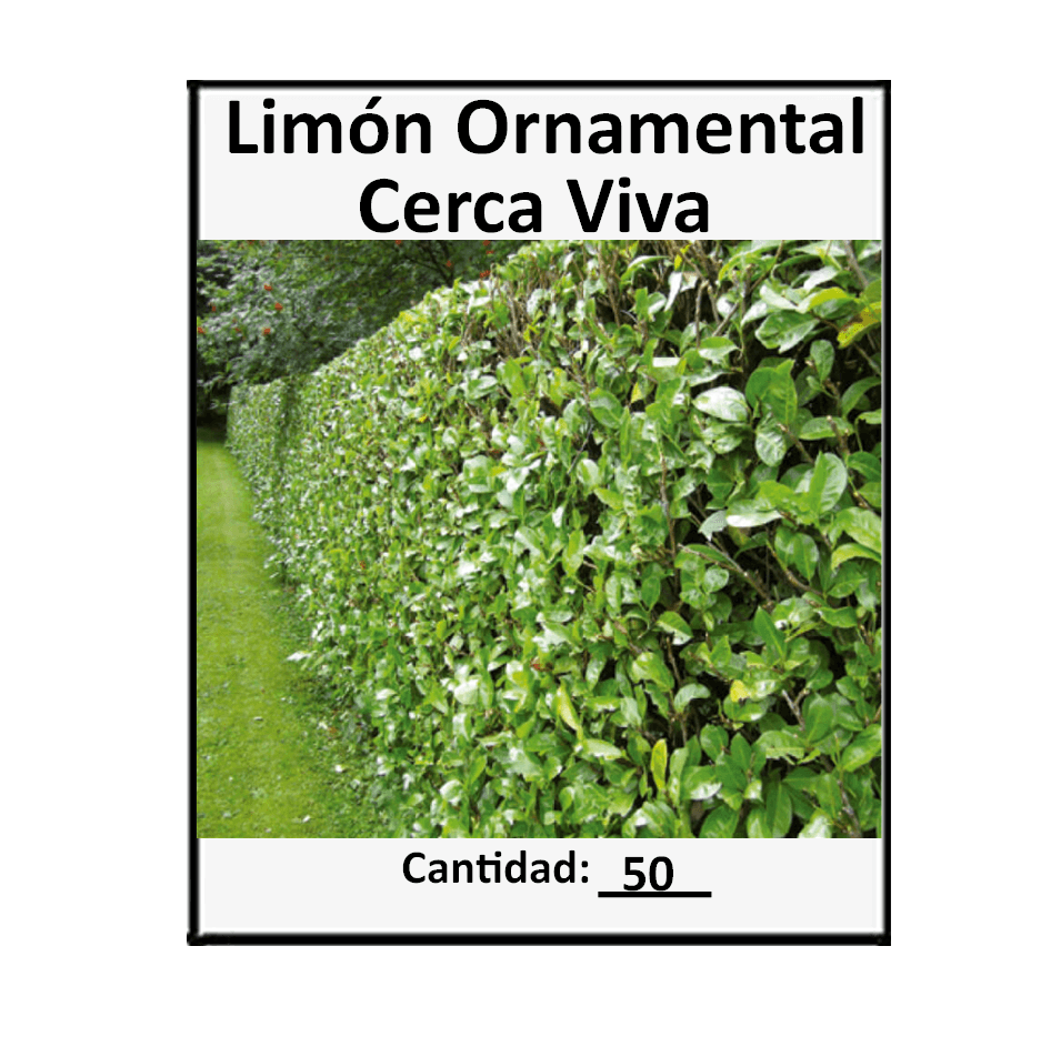 50 Semillas Swinglia Limón Ornamental