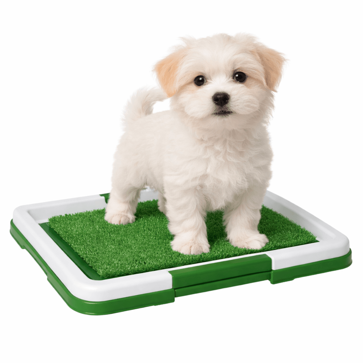 Tapete De Entrenamiento Lavable Mascota