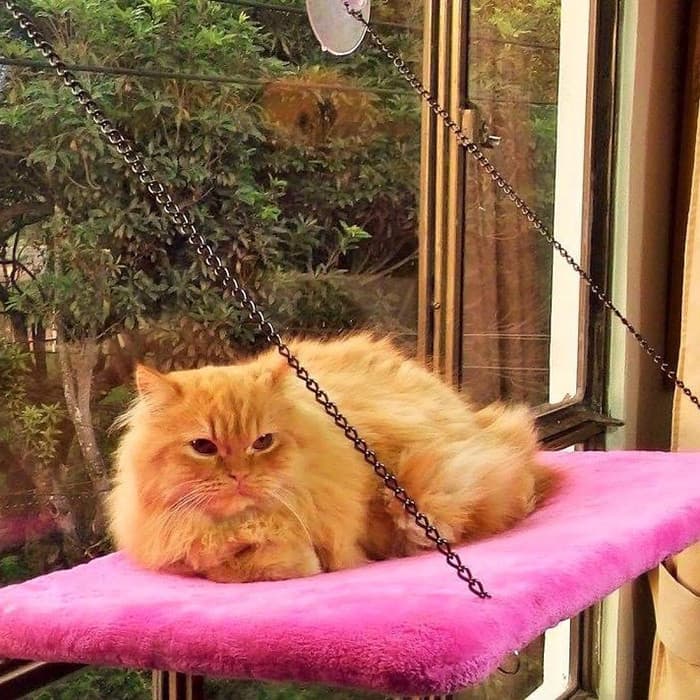 Cama de gato