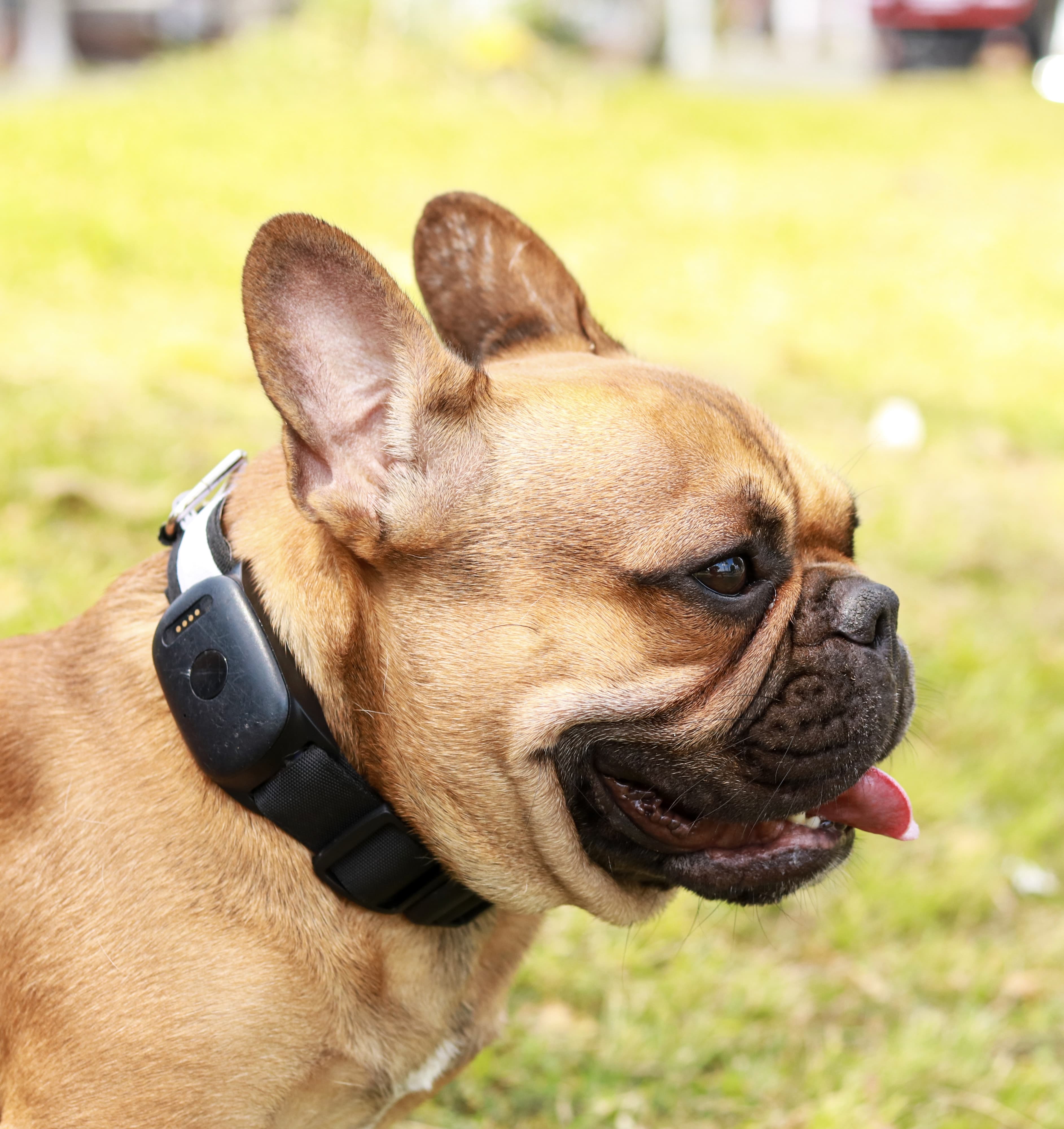 Gps para Mascotas (Perros y Gatos)