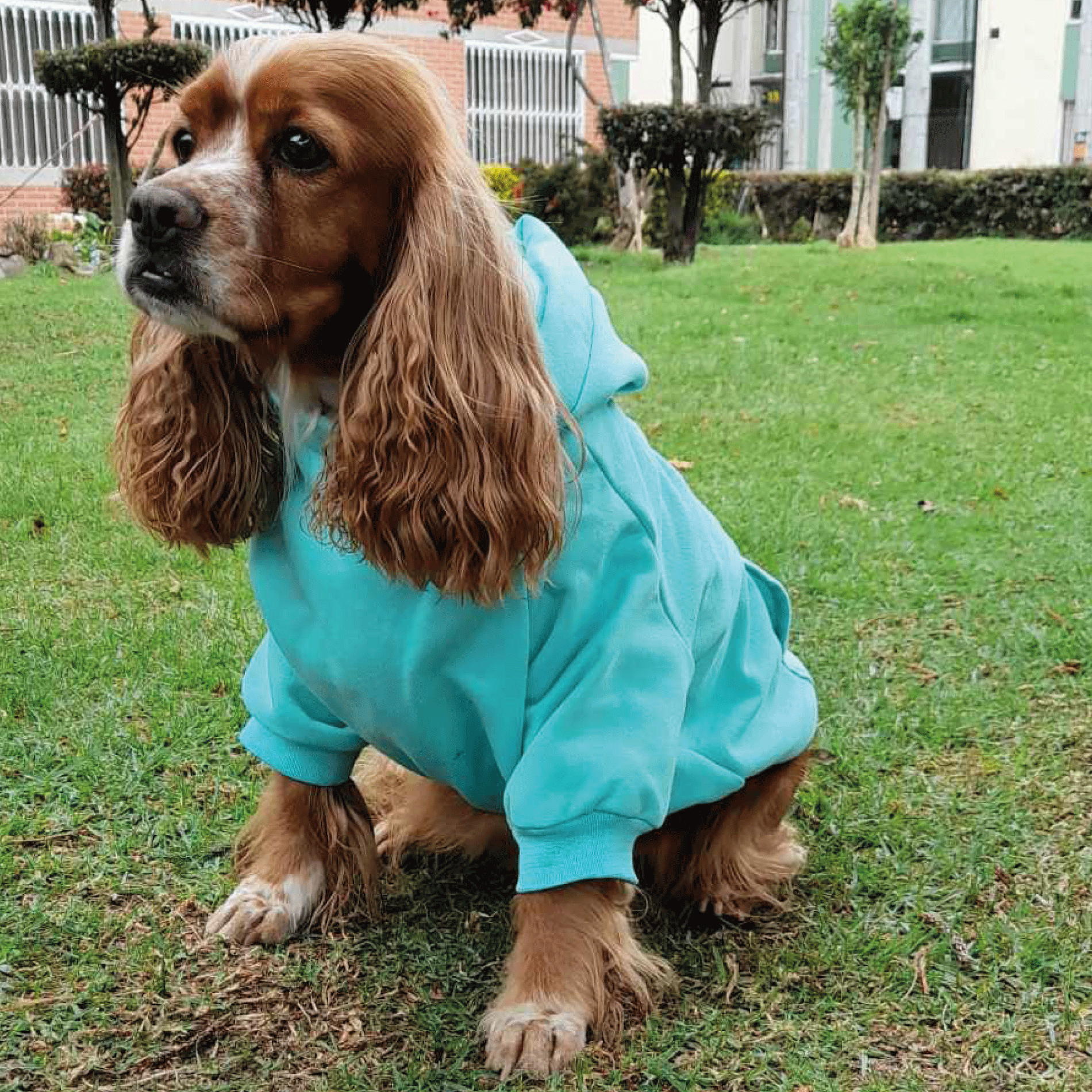 Buso para perro